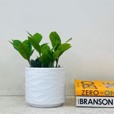 Zamia Plant In Ceramic Pot