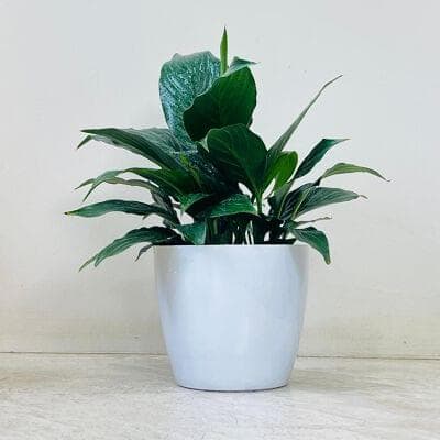 Peaclily Plant In Plastic Pot