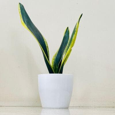 Snake Plant In White Plastic