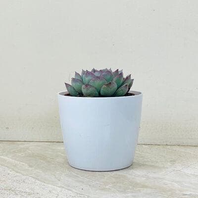 Echeveria succulent Plant In Plastic Pot
