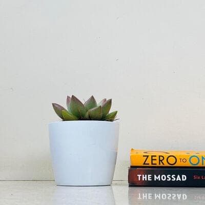 Echeveria Succlent In Plastic Pot
