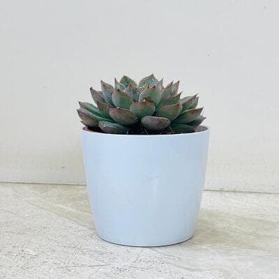Echeveria Succulent In Plastic Pot