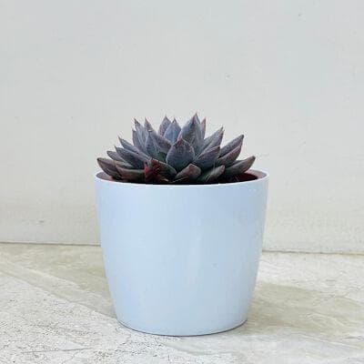 Echeveria Succulent In Plastic Pot