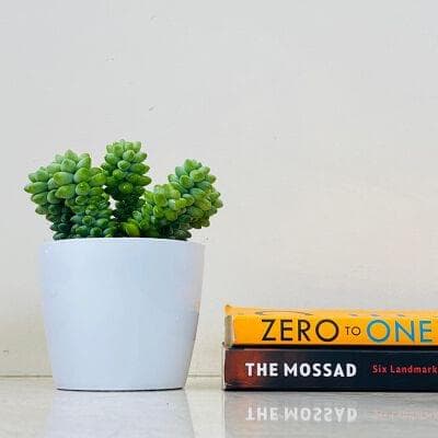 Donkey Tail Succulent In Plastic Pot