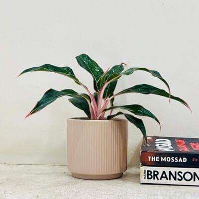 Aglaonema Red Lipstick Plant In Ceramic Pot