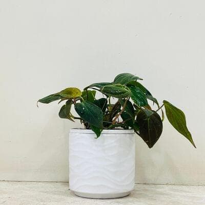 Oxy Cardium Red Plant In Ceramic Pot