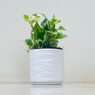 Money Plant N Joy Plant In Ceramic Pot