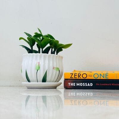 Zamia Plant In Ceramic Pot