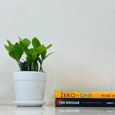 Zamia Plant In Ceramic Pot