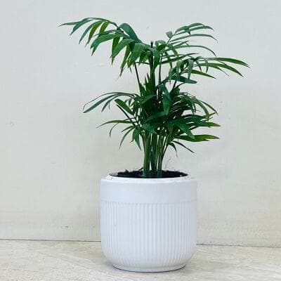Bambo Plam In Ceramic Pot