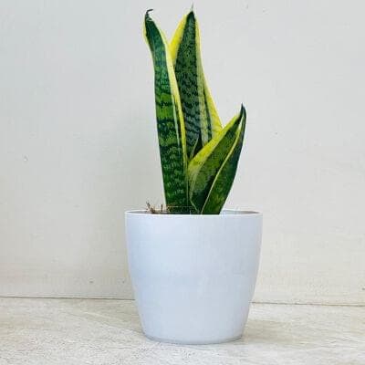 Snake Plant In Plastic Pot