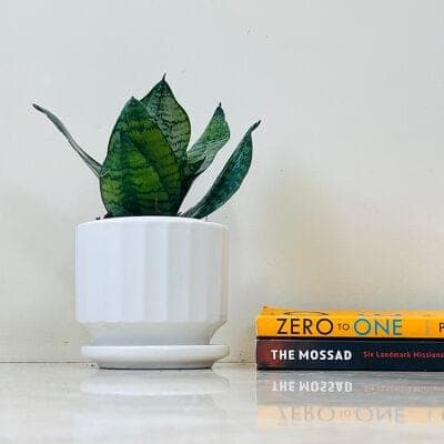 Snake Plant In Ceramic Pot