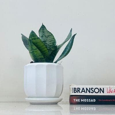 Snake Plant In Ceramic Pot