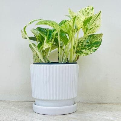 Marbel Money Plant In Ceramic Pot