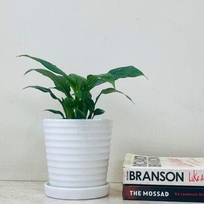 Peaclily Plant In Ceramic Pot Edition