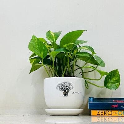 Money Plant In Ceramic Pot
