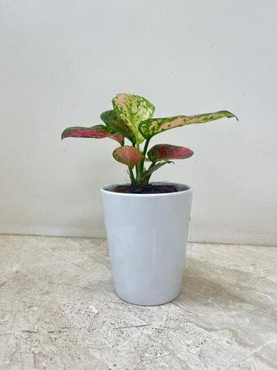 Aglaonema Beauty Plant In Ceramic Pot