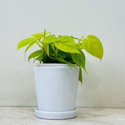 Golden Oxycardium Plant In Ceramic Pot