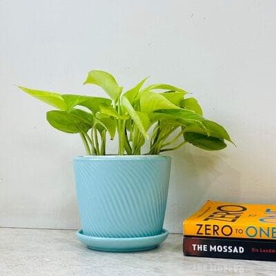 Golden Money Plants In Ceramic Pot