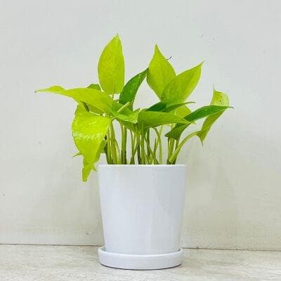Golden Money Plant In Ceramic Pot