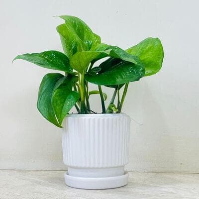 Green Money Plant In Ceramic Pot