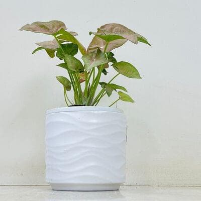 Syngonium Plant In Ceramic Pot