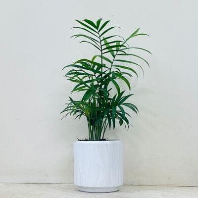 Bamboo Palm Plant In Ceramic Pot