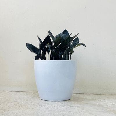 Zamia Black Plant In Plastic Pot Desk