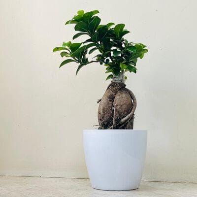 Bonsai Plant In White Plastic Pot