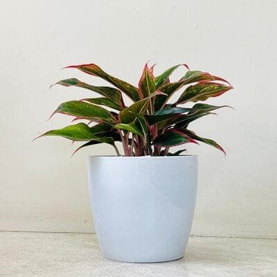 Aglaonema Red Lipstick Plant In Plastic Pot