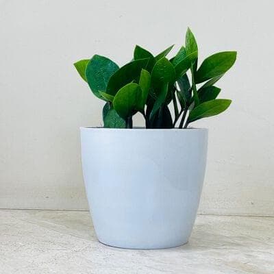 Zamia Plant In Plastic Pot