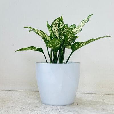Aglaonema Snow White Plant In Plastic Pot