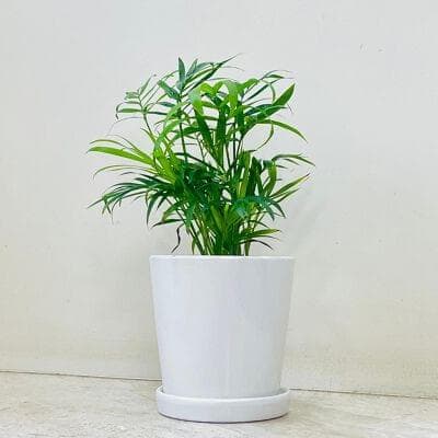 Bambo Palm Plant In Ceramic Pot