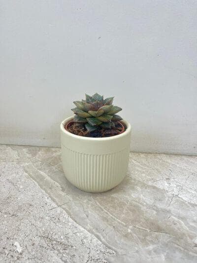 Echeveria Chinensis Succulent In Ceramic Pot
