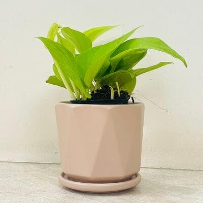 Golden Money Plant In Ceramic Pot