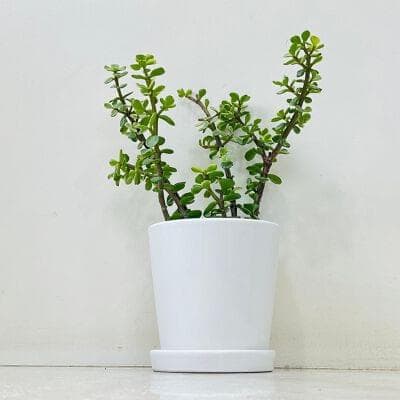 Jade Plant In Ceramic Pot
