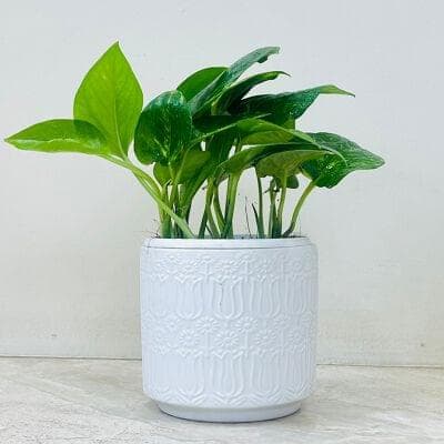 Varigated Money Plant In Ceramic Pot