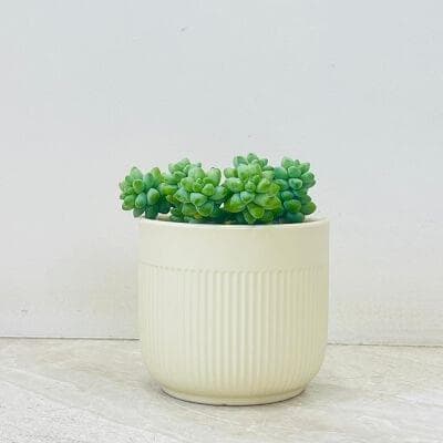 Sedum Burrito Succulent In Ceramic Pot