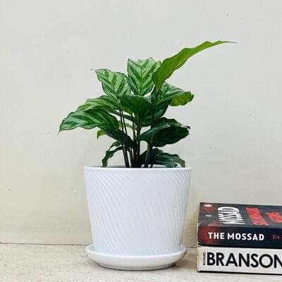 Calathea 'Freddie' Plant In Ceramic Pot