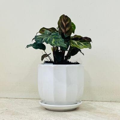 Calathea Makoyana Plant In Ceamic Pot