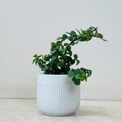 Jade plant In Ceramic Pot