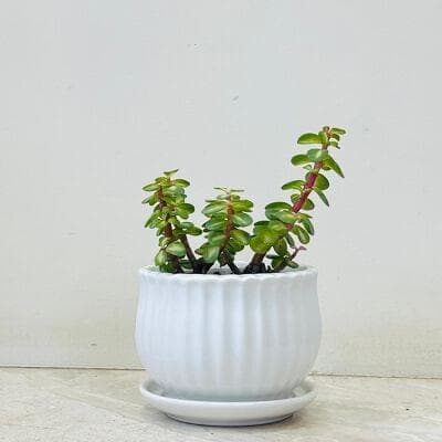 Varigated Jade Plant In Ceramic Pot