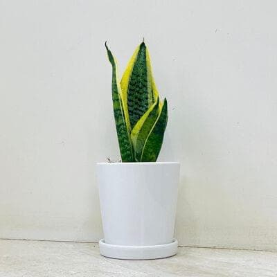 Snake Plant In Ceramic Pot