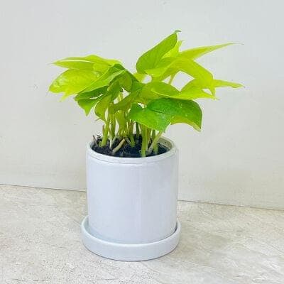 Golden Money Plant In Ceramic Pot