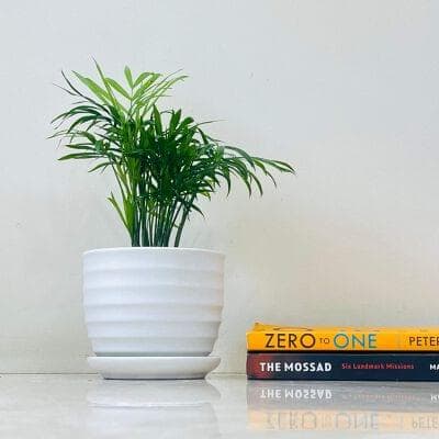 Bamboo Palm In Ceramic Pot