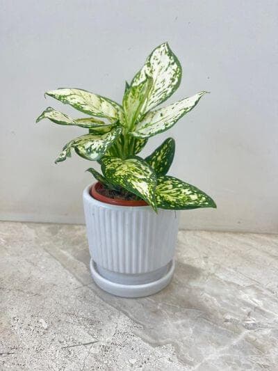 Aglaonema White Anjuman Plant In Ceramic Pot