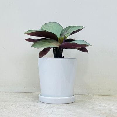 Calathea Silver Plate Plant In Ceramic Pot