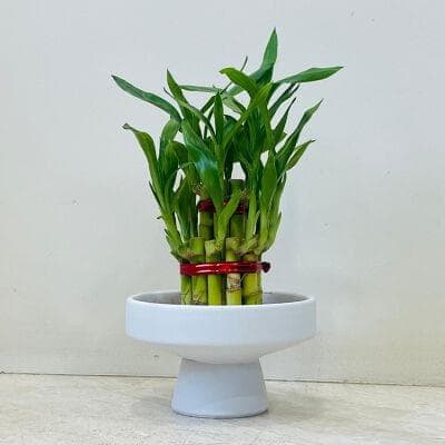 Lucky Bamboo In Ceramic Pot