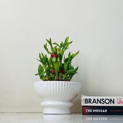 Lucky Bamboo In Ceramic Pot