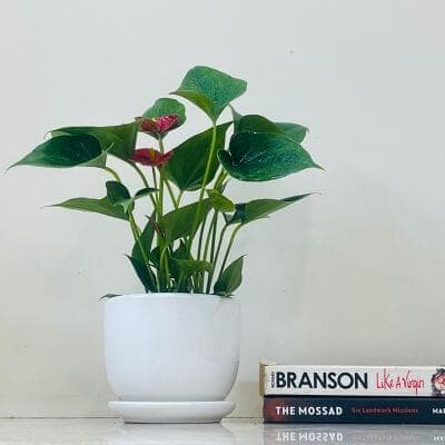 Anthurium Plants In Ceramic Pot